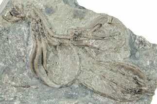 Fossil Crinoid (Xenocrinus) Plate - Ohio #270105