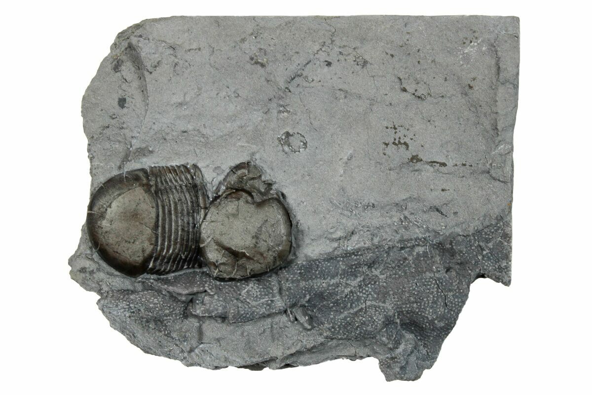 .95" Bumastus Ioxus Trilobite New York (270124) For Sale