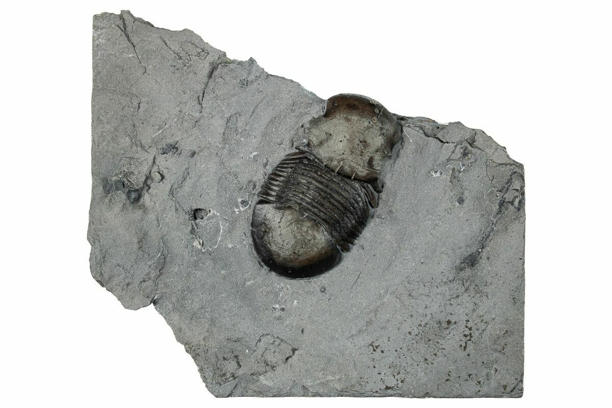 1.1" Bumastus Ioxus Trilobite New York (270125) For Sale