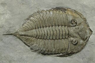 Dalmanites Trilobite Fossil - New York #270209
