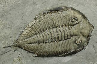 Dalmanites Trilobite Fossil - New York #270210