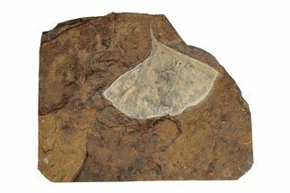 Paleocene Fossil Ginkgo Leaf - North Dakota #270173