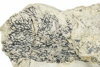 Silurian Bryozoan Fossil Plate - New York #270006