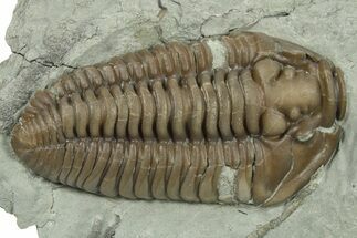 Large, Prone Flexicalymene Trilobite - Indiana #270411