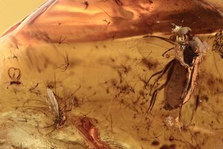 Two Fossil Flies and Wasp in Baltic Amber #270577