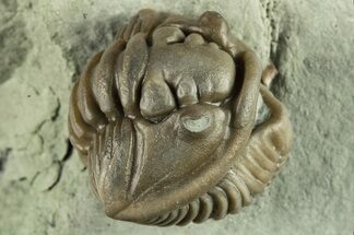 Wide, Enrolled Flexicalymene Trilobite - Indiana #270421