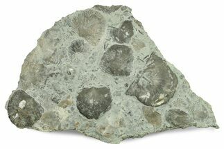 Fossil Brachiopod Plate - Indiana #270472