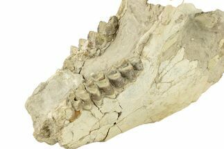 Fossil Oreodont (Merycoidodon) Partial Mandible - South Dakota #270117