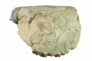 Partial Oreodont (Merycoidodon) Upper Skull - South Dakota #270134