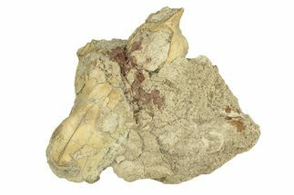Partial Oreodont (Merycoidodon) Upper Skull - South Dakota #270139