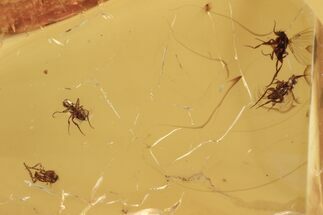 Fossil Scuttle Fly Swarm (Phoridae) In Baltic Amber #270611