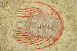 Selenopeltis Trilobite With Red Spines - Fezouata Formation #270547