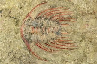 Selenopeltis Trilobite With Red Spines - Fezouata Formation #270550