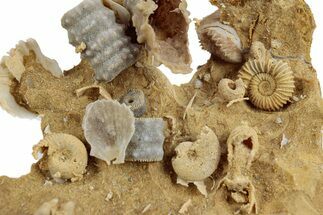 Miniature Fossil Cluster (Ammonites, Crinoid Stems) - France #270500