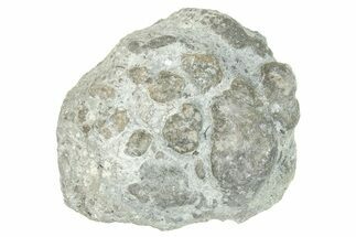 Ordovician Chaetetid Sponge (Solenopora) Fossil - Kentucky #270355