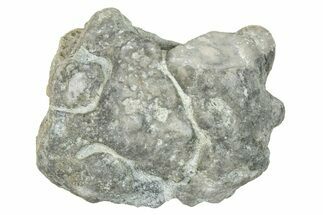 Ordovician Chaetetid Sponge (Solenopora) Fossil - Kentucky #270358