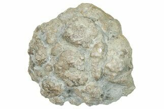Ordovician Chaetetid Sponge (Solenopora) Fossil - Kentucky #270369