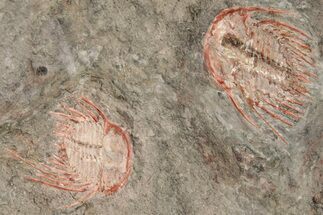 Two Colorful Kettneraspis Trilobite - Timrzit , Morocco #270569