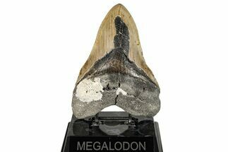 Bargain, Fossil Megalodon Tooth - North Carolina #270753