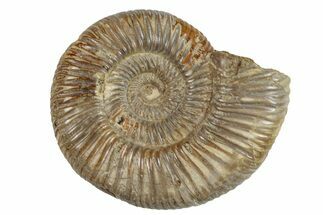 Polished Jurassic Ammonite (Perisphinctes) - Madagascar #270917
