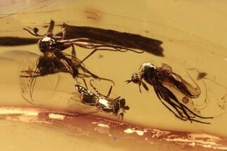 Fossil Fungus Gnats, Dagger Fly, and Parasitoid Wasp in Baltic Amber #270616