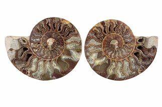 Cut & Polished, Agatized Ammonite Fossil - Madagascar #270257