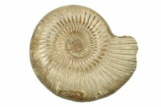 Polished Jurassic Ammonite (Perisphinctes) - Madagascar #270927