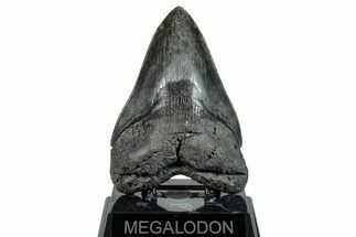 Huge, Fossil Megalodon Tooth - Beautiful River Meg #271007