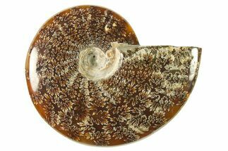Polished Ammonite (Cleoniceras) Fossil - Madagascar #266349