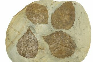 Plate with Four Fossil Leaves (Cissites) - Montana #270961