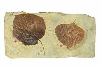 Plate with Two Fossil Leaves (Two Species) - Montana #270990