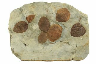 Stunning Double-Sided Fossil Leaf Plate - Montana #271012