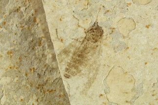 Detailed Fossil Fly (Plecia) With Pos/Neg - France #267649