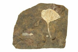 Paleocene Fossil Ginkgo Leaf with Seed Pods - North Dakota #271083