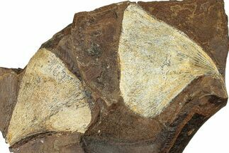 Two Paleocene Fossil Ginkgo Leaves - North Dakota #271098