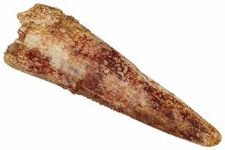 Fossil Pterosaur (Siroccopteryx) Tooth - Morocco #268919