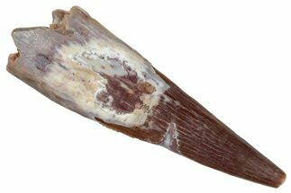 Fossil Pterosaur (Siroccopteryx) Tooth - Morocco #268921
