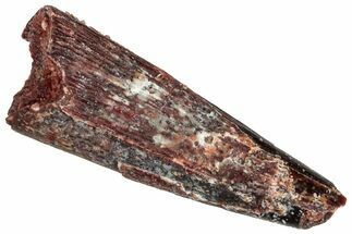 Fossil Pterosaur (Siroccopteryx) Tooth - Morocco #268967