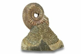 Iridescent, Pyritized Ammonite (Quenstedticeras) Fossil Display #266850