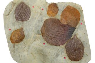 Wide Plate with Six Fossil Leaves (Three Species) - Montana #262520