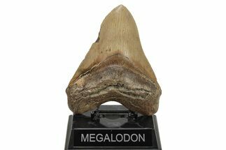 Huge, Fossil Megalodon Tooth - Serrated Blade #271102