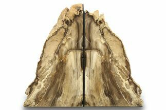 Tall, Petrified Wood Bookends - McDermitt, Oregon #271130