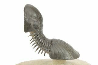 Flying Paralejurus Trilobite - Atchana, Morocco #254093