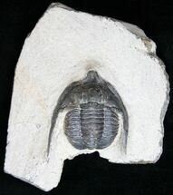 Uncommon Diademaproetus Trilobite - Ofaten, Morocco #15668