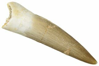 Fossil Plesiosaur (Zarafasaura) Tooth - Morocco #269360