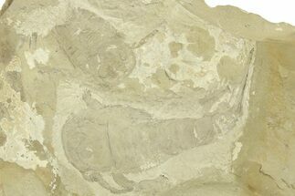 Eurypterus (Sea Scorpion) Fossil - Ukraine #271287