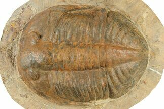 Large, Inflated Asaphid Trilobite - Taouz, Morocco #271303