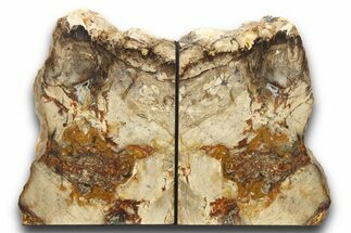 Tall, Colorful Petrified Wood Bookends - Adventitious Roots! #271392