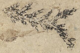 Conifer Needle (Chamaecyparis?) Fossil - McAbee, BC #271352