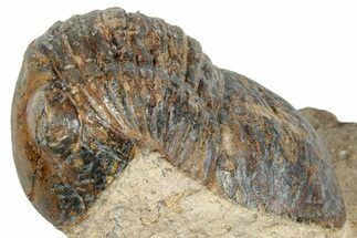 Bargain, Corynexochid (Paralejurus) Trilobite - Lghaft, Morocco #271490